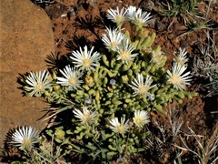 Drosanthemum framesii
