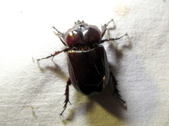 Phileurini