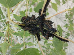 Hemileuca nevadensis