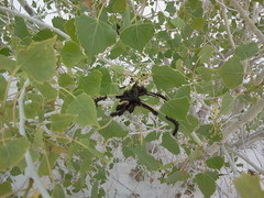 Hemileuca nevadensis