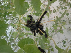 Hemileuca nevadensis