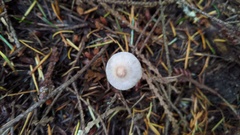 Inocybe geophylla