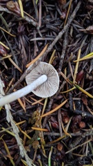 Inocybe geophylla