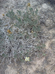 Oreocarya fulvocanescens