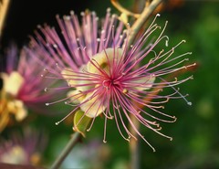 Capparis zeylanica