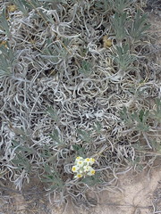 Oreocarya fulvocanescens