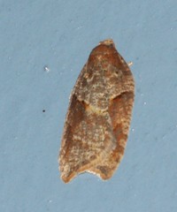 Acleris maccana