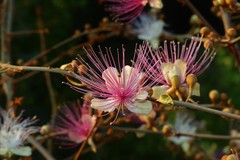 Capparis zeylanica