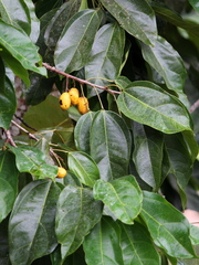 Glycydendron amazonicum