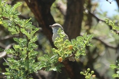 Eremomela icteropygialis