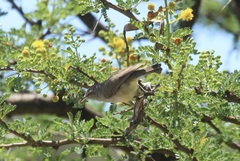 Eremomela icteropygialis