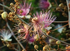 Capparis zeylanica