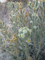 Oreocarya fulvocanescens