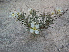 Nerisyrenia linearifolia