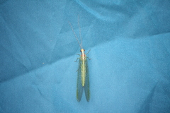 Nineta pallida