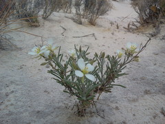 Nerisyrenia linearifolia