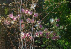 Capparis zeylanica