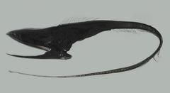 Pelican Eel photo 3