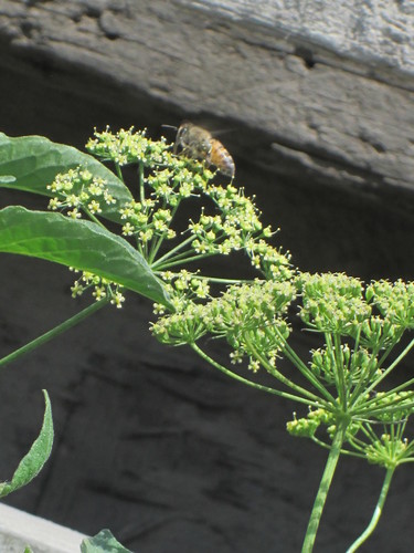 photo of Western Honey Bee (Apis mellifera)