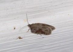 Acleris ptychogrammos