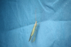 Nineta pallida