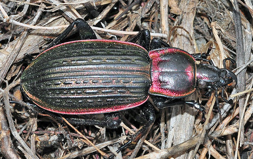 Carabus morbillosus Fabricius, 1792