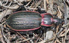 Carabus morbillosus