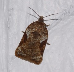 Acleris braunana