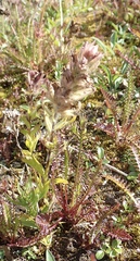 Castilleja parviflora albida