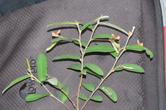 Tephrosia tinctoria