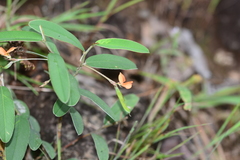 Tephrosia tinctoria