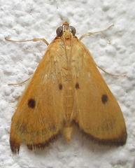 Phostria bistigmalis