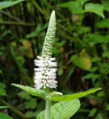 Pogostemon auricularius