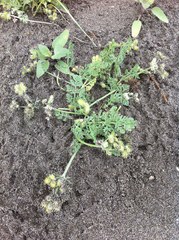 Daucus pumilus