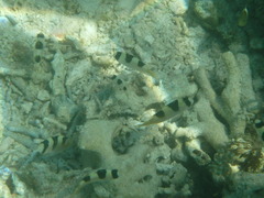 Amblypomacentrus clarus