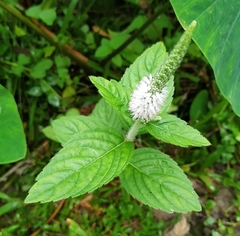 Pogostemon auricularius