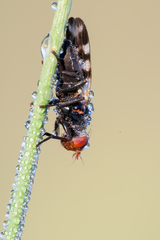 Otitini