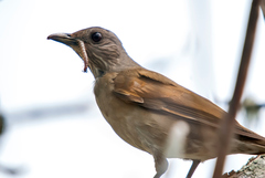 Turdus leucomelas