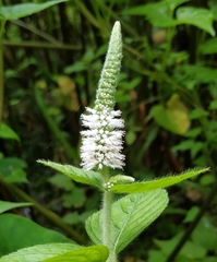 Pogostemon auricularius