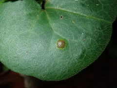 Puccinia asarina