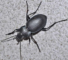Carabus dufouri