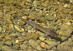 Salmo trutta fario