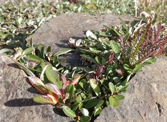 Salix reticulata