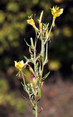 Oenothera clelandii