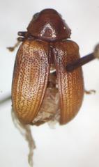 Allocolaspis