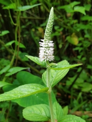 Pogostemon auricularius