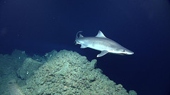 Smalltooth Sand Tiger photo 3
