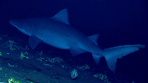 Representative image of Odontaspis ferox