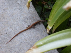 Elgaria multicarinata webbii