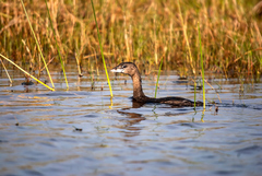 Podilymbus podiceps